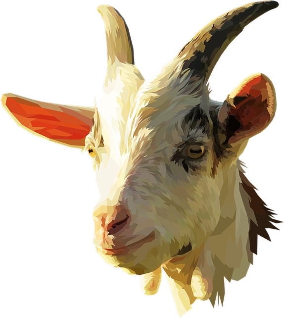 chèvre